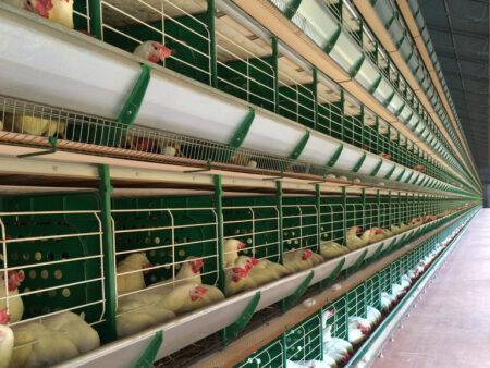 Zucami Cage 2