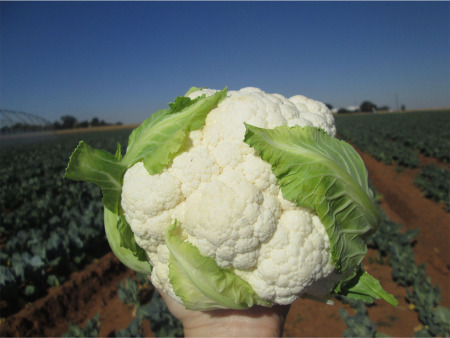Cauliflower Twister