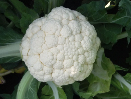 Cauliflower Merton