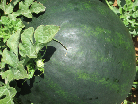 Watermelon Thunder