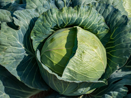 Cabbage Powerslam