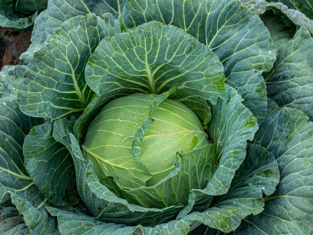 Cabbage Superslam