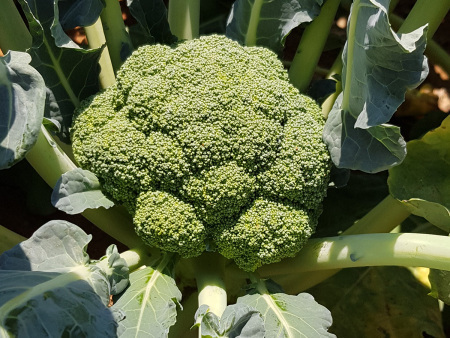 Broccoli Triton