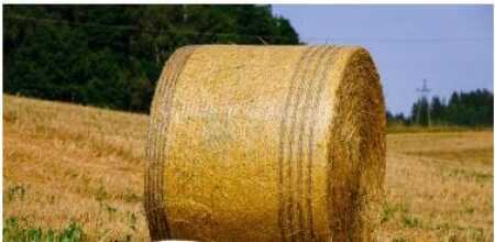 Bale Net