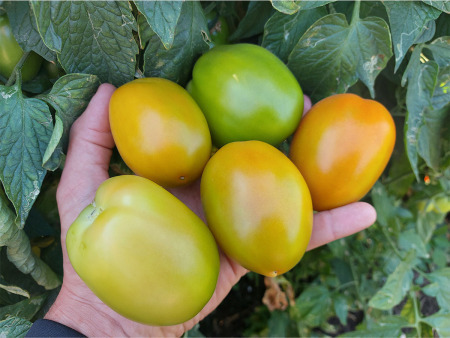 Tomato SV8444TE