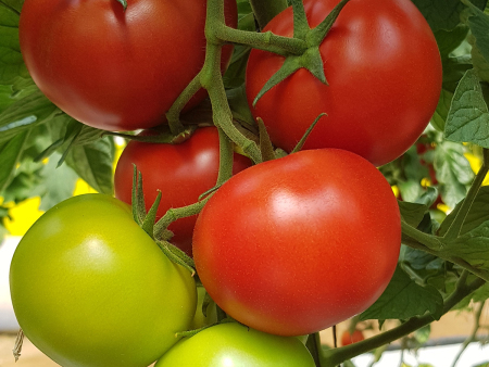 Tomato SVTH6995