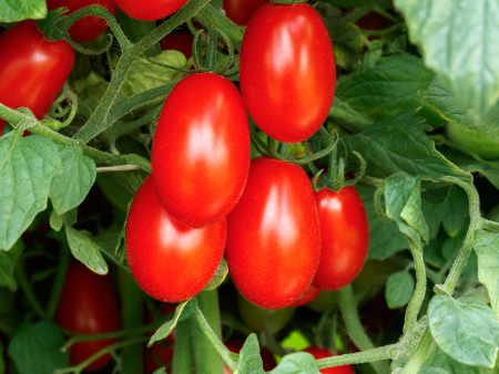 Tomato Amai