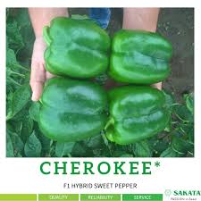 Sweet pepper Cherokee