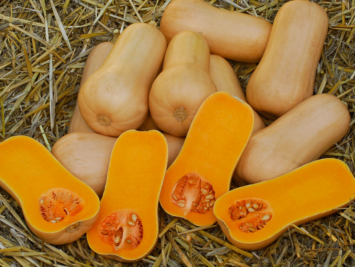 Butternut Pluto
