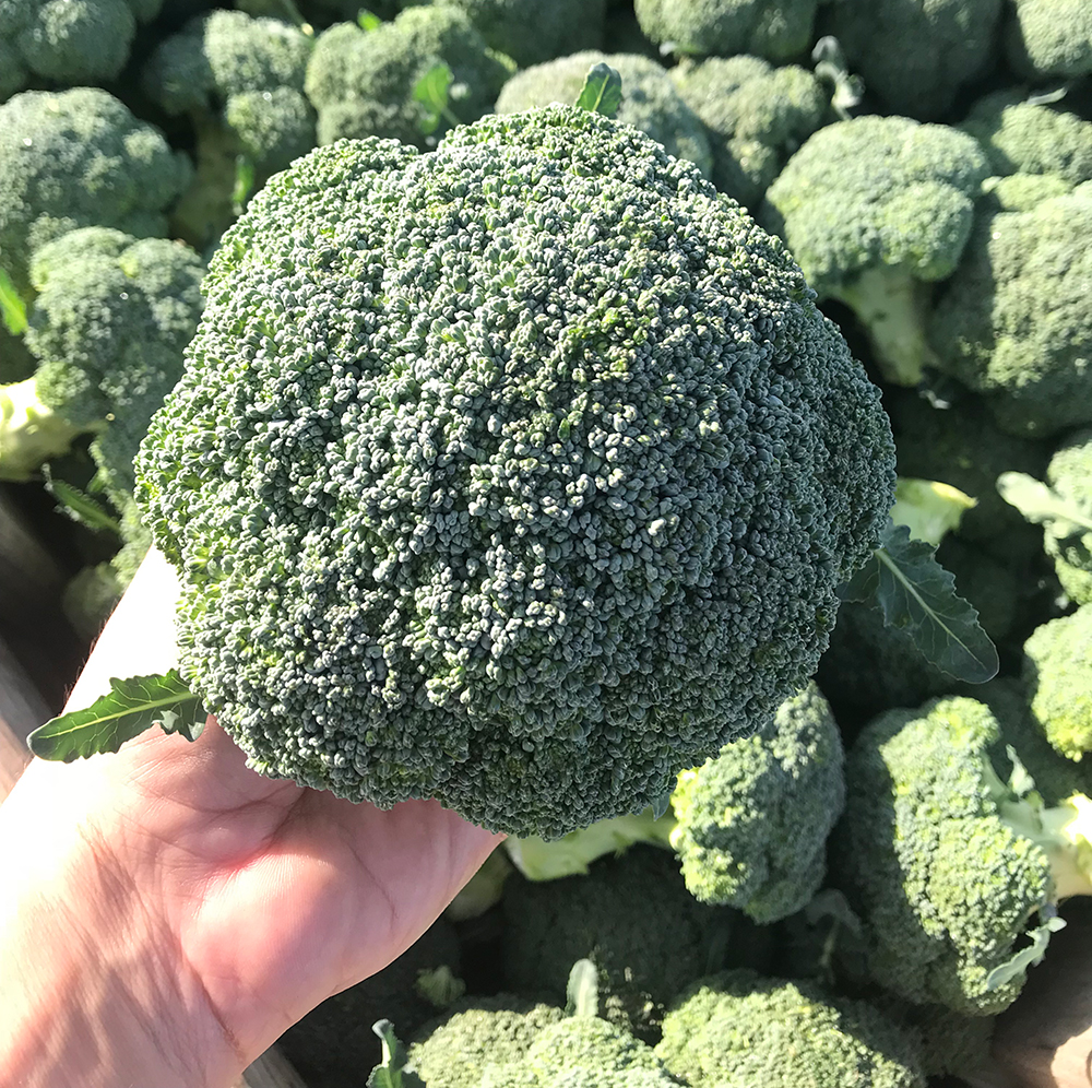 Broccoli Parthenon