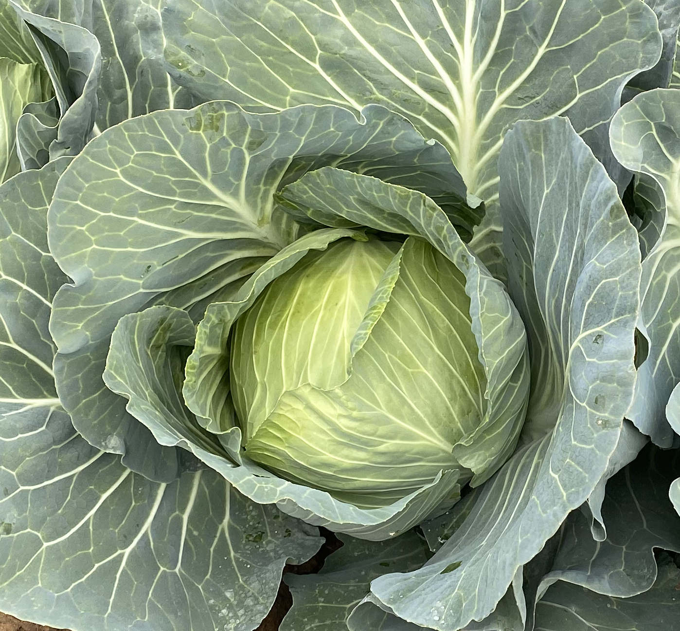 Cabbage Accord