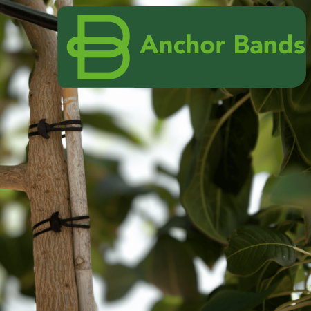 Anchor Bands